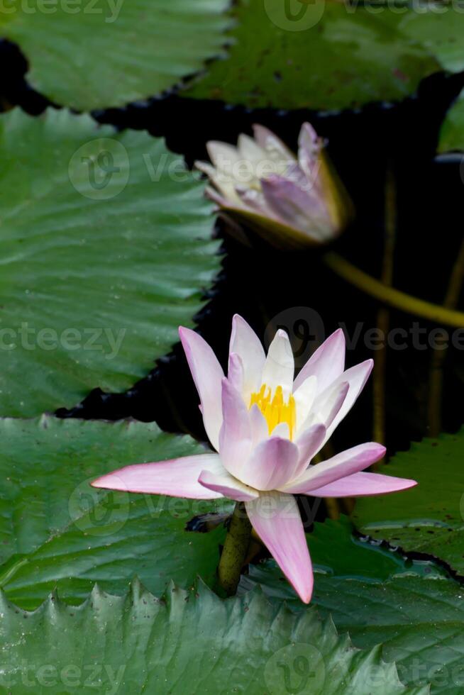 agua lirio flor en el oscuro agua. foto