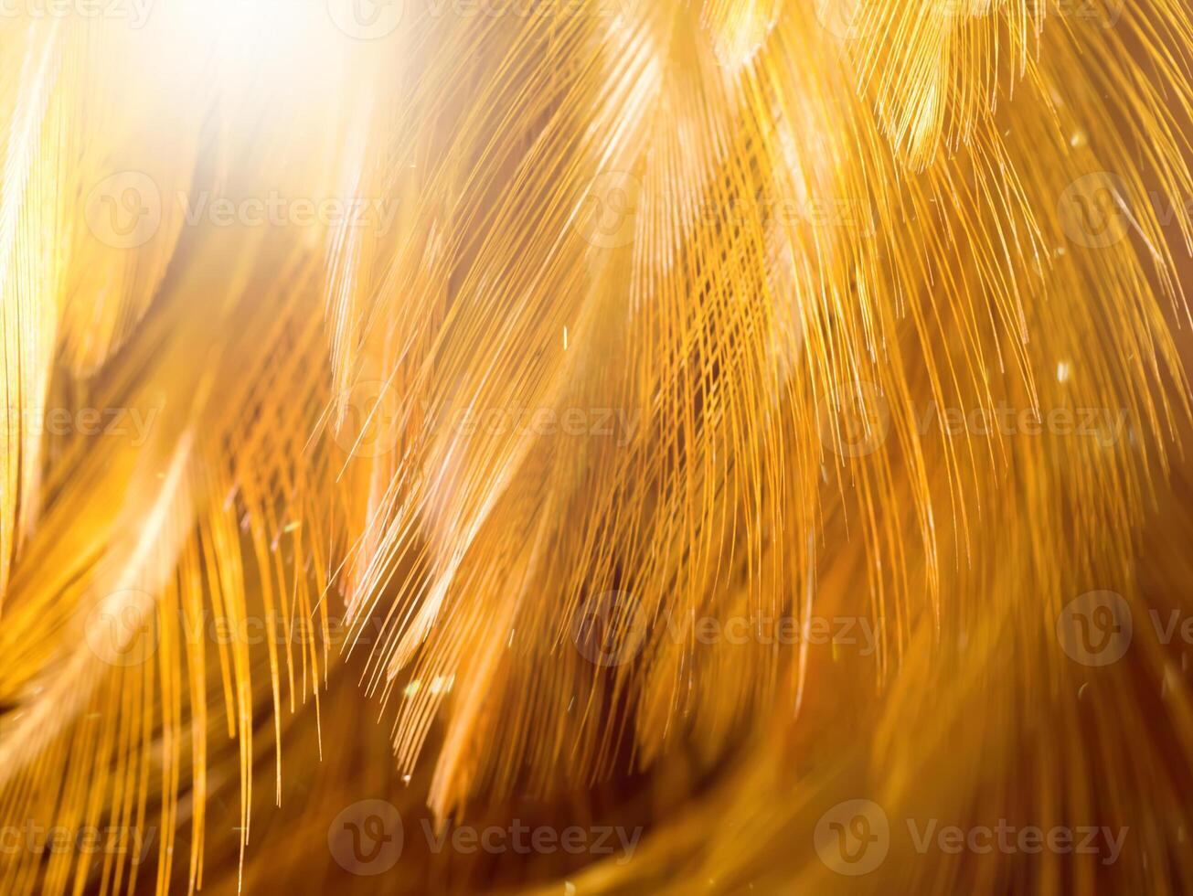 Close up abstract feather background photo