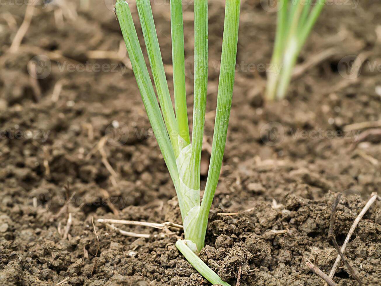 onion in vegetable plots photo