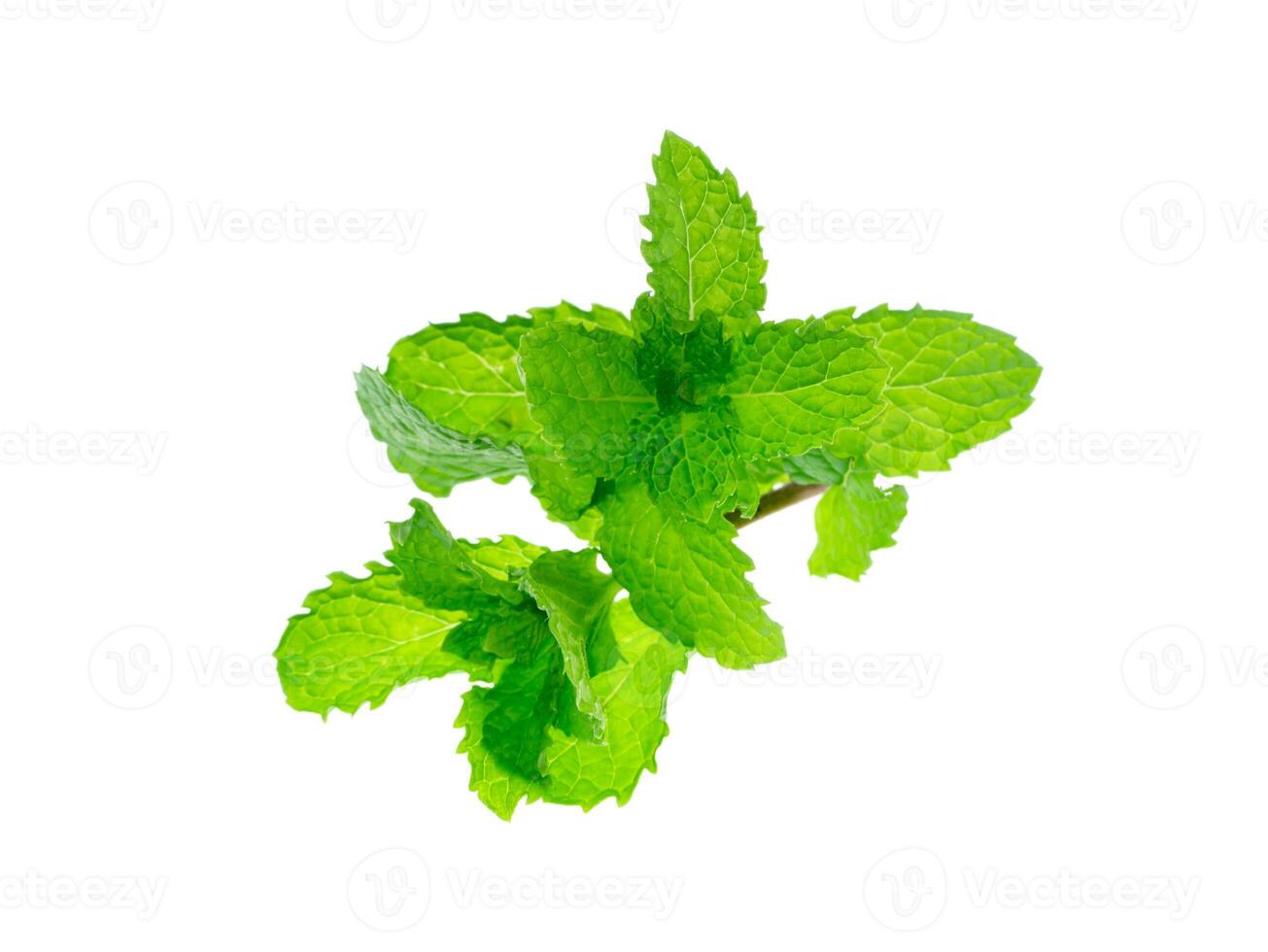 peppermint leaf on white background. photo