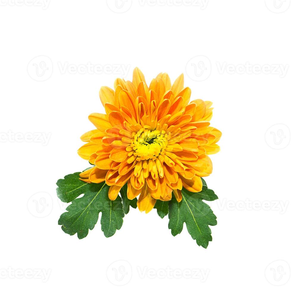 Close up Chrysanthemum flower. photo