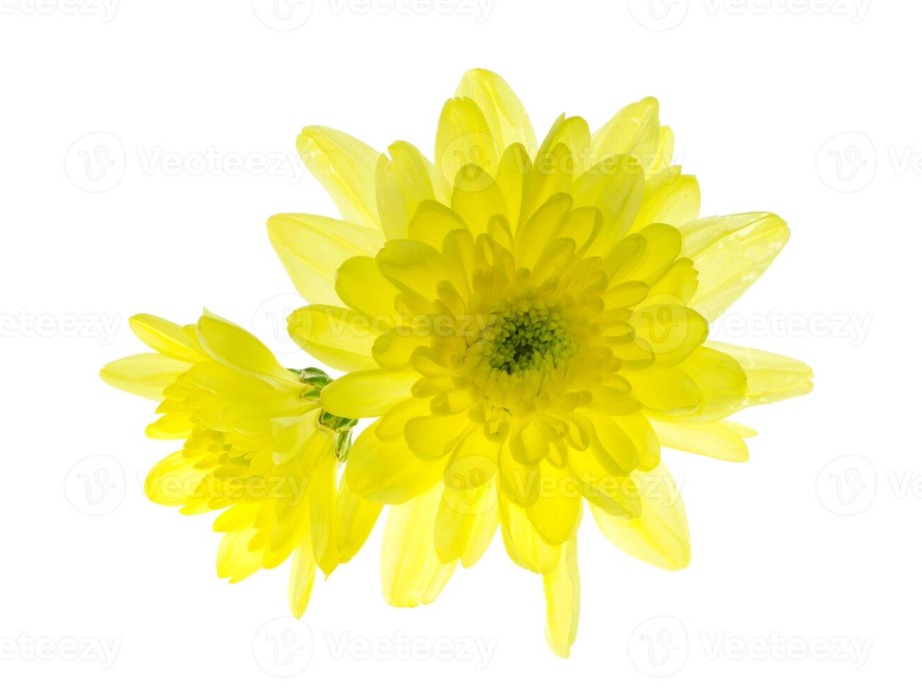 Close up Chrysanthemum flower. photo