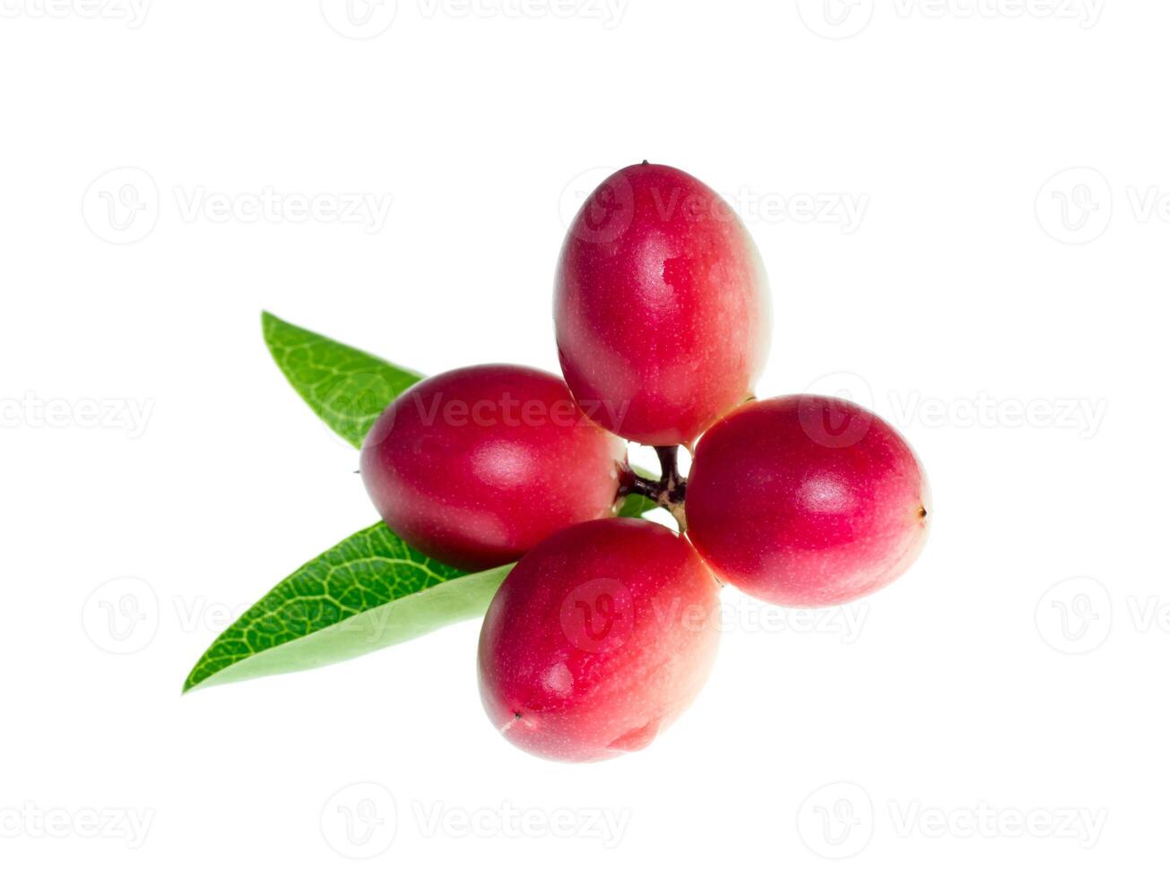 Carissa carandas fruit photo