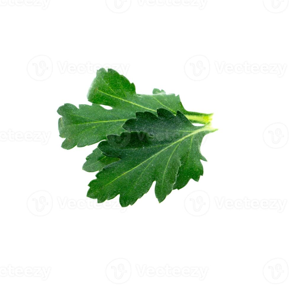 Close up Chrysanthemum leaf. photo