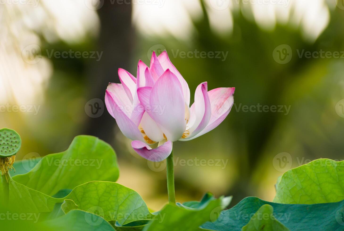 pink lotus flower are blooming photo