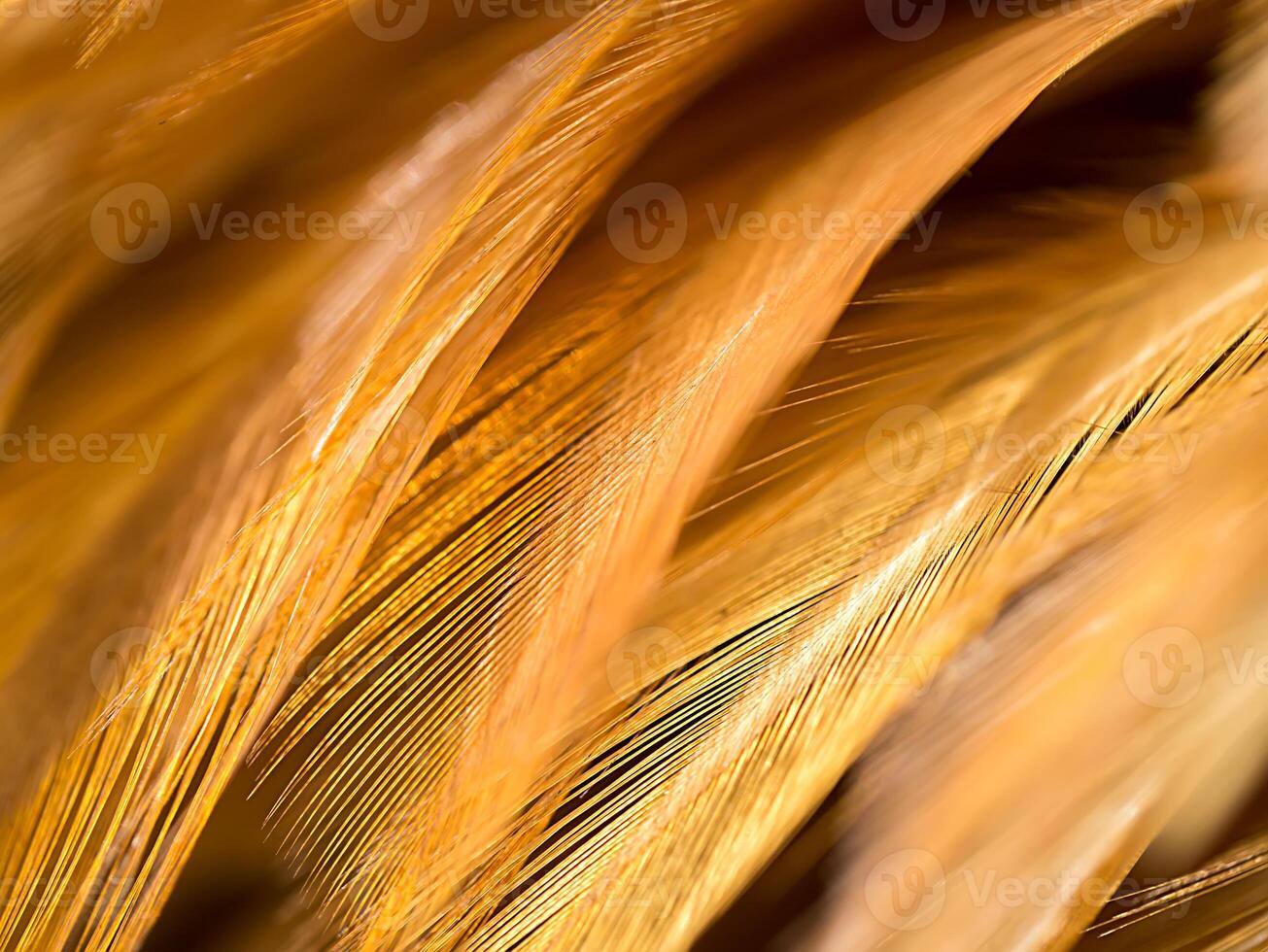 Close up abstract feather background photo