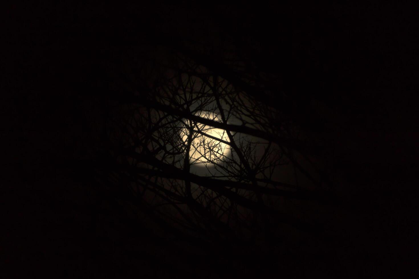 Night sky and the moon. photo