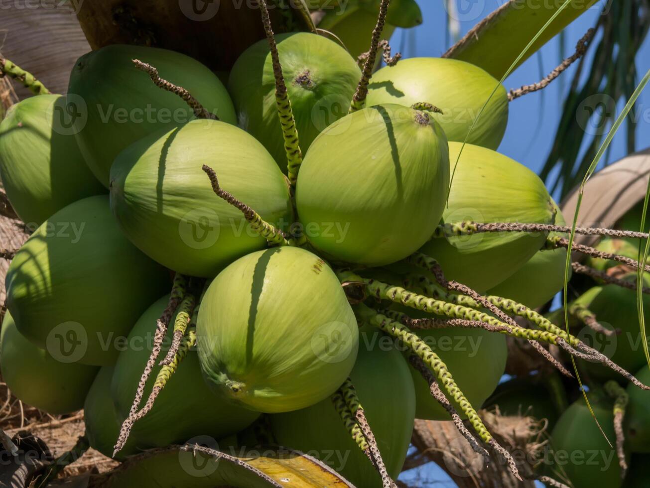 Green coconut on tree. photo