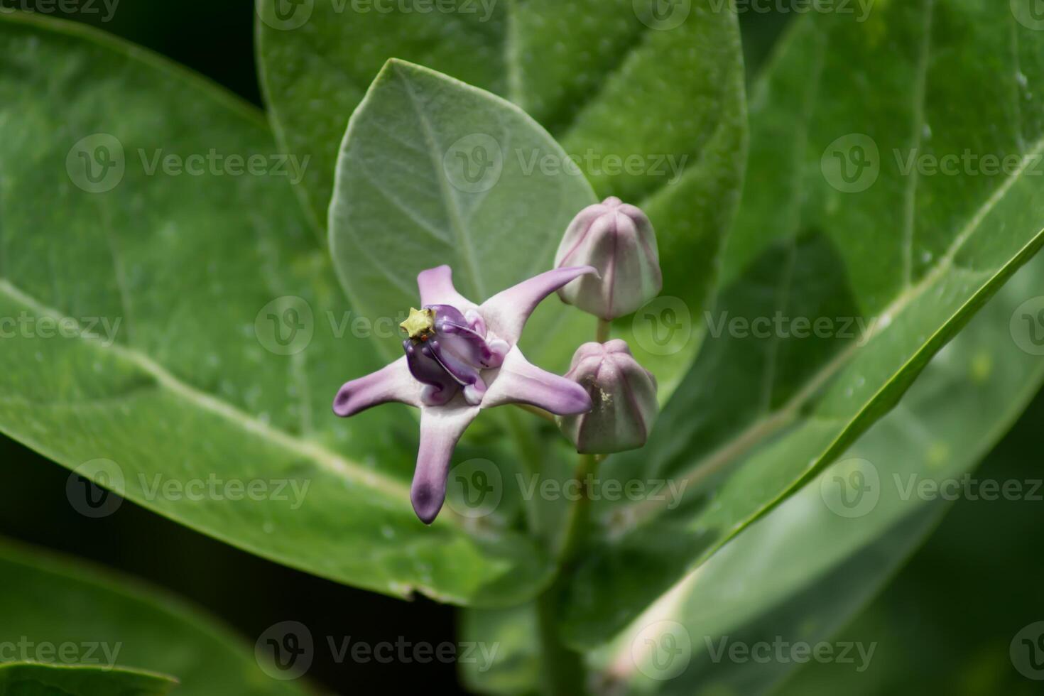 Close up of Violet Crown flower. photo