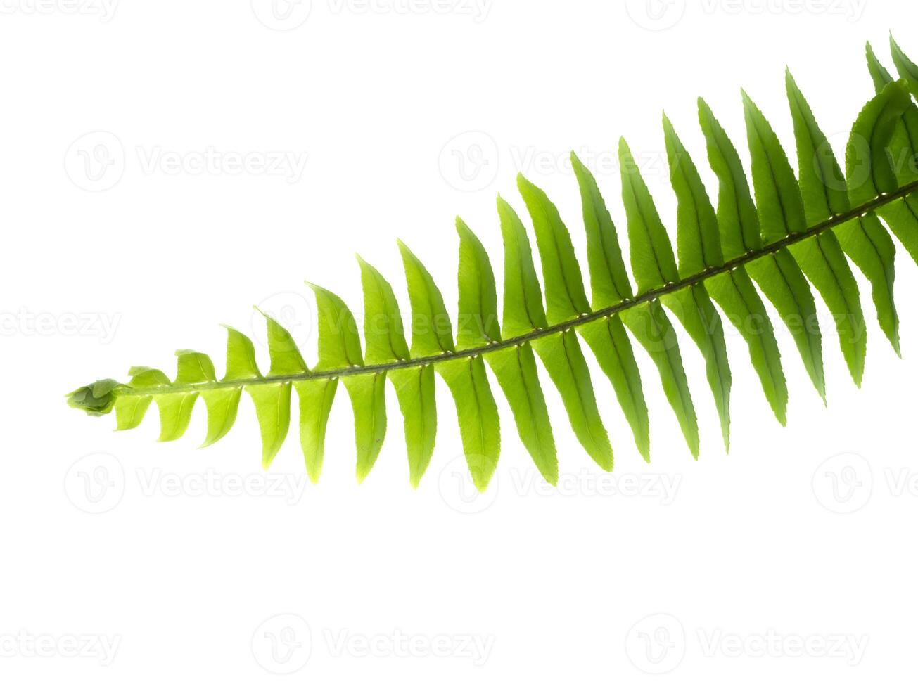 Close up fern leaf on white background. photo