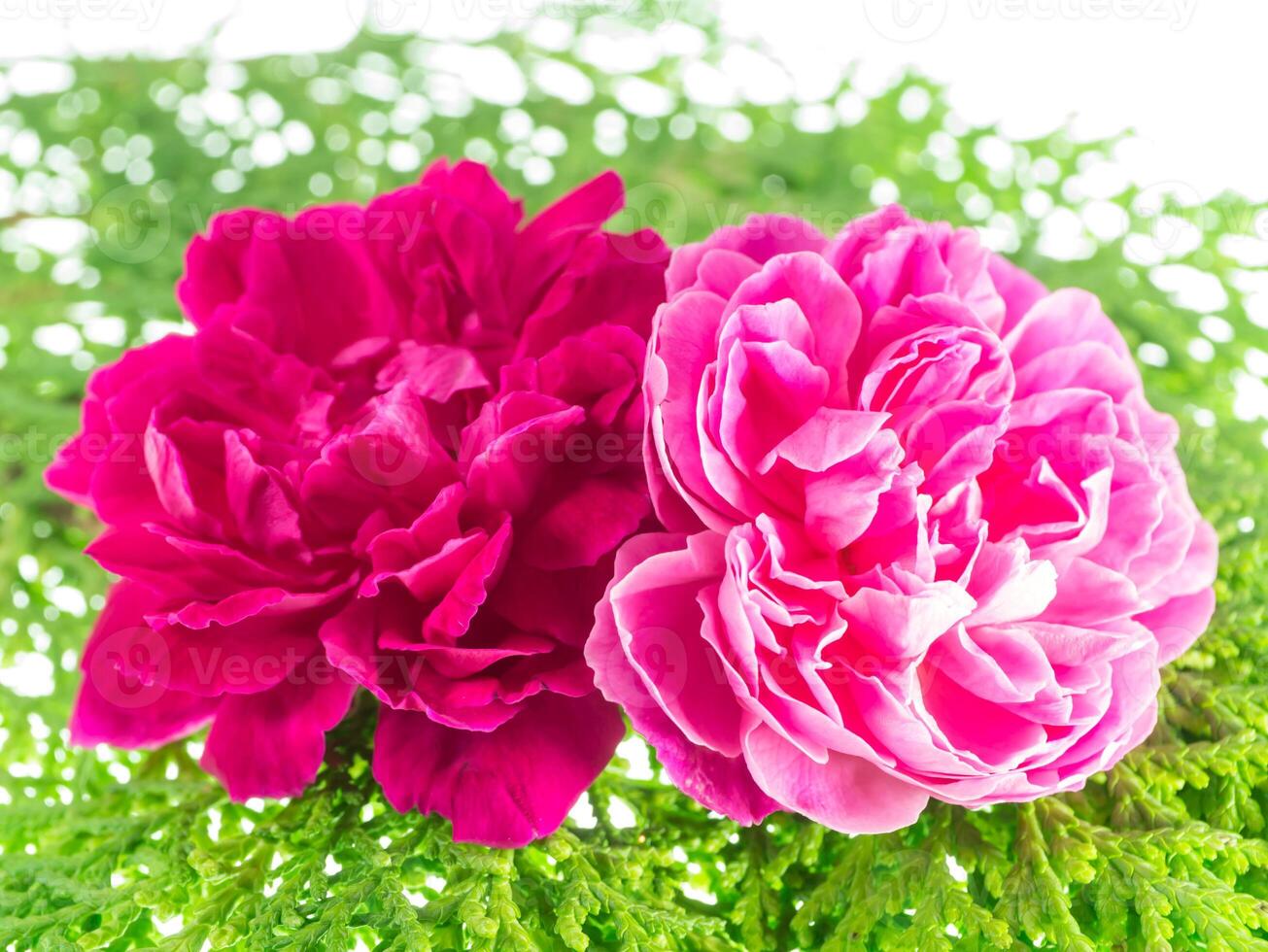 Pink rose petals for rose tea photo