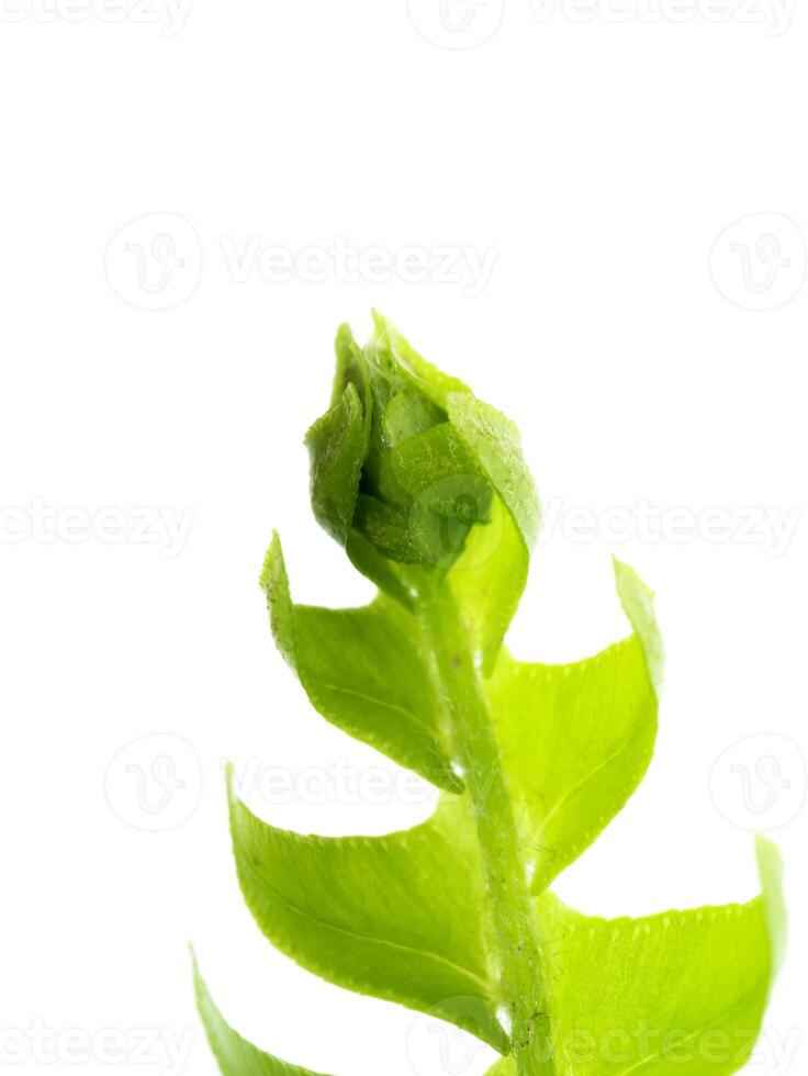 Close up fern leaf on white background. photo