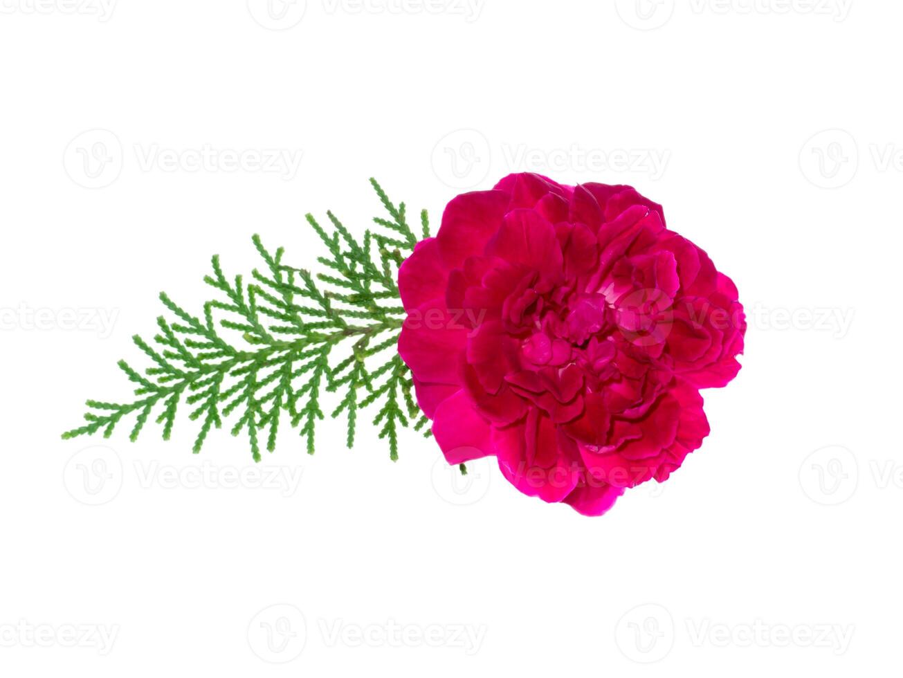 Pink rose petals for rose tea photo