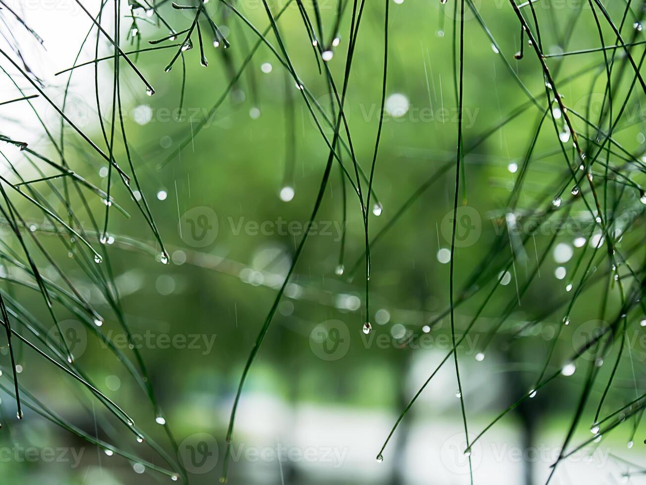 pino hoja con agua gota. foto