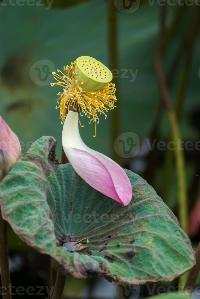 pink lotus flower are blooming photo