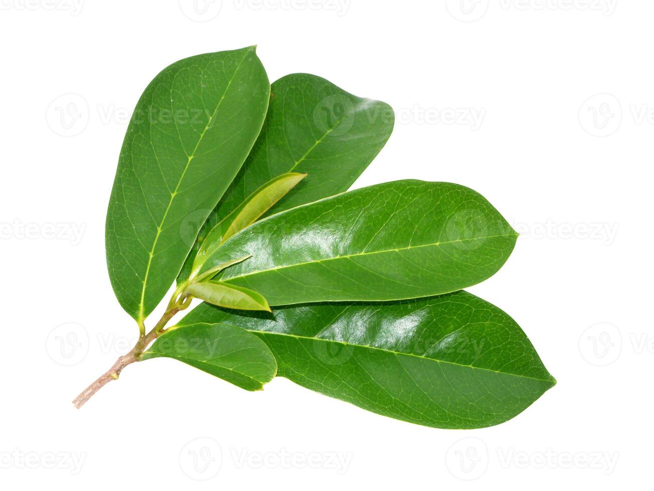 Soursop leaf on white background. photo