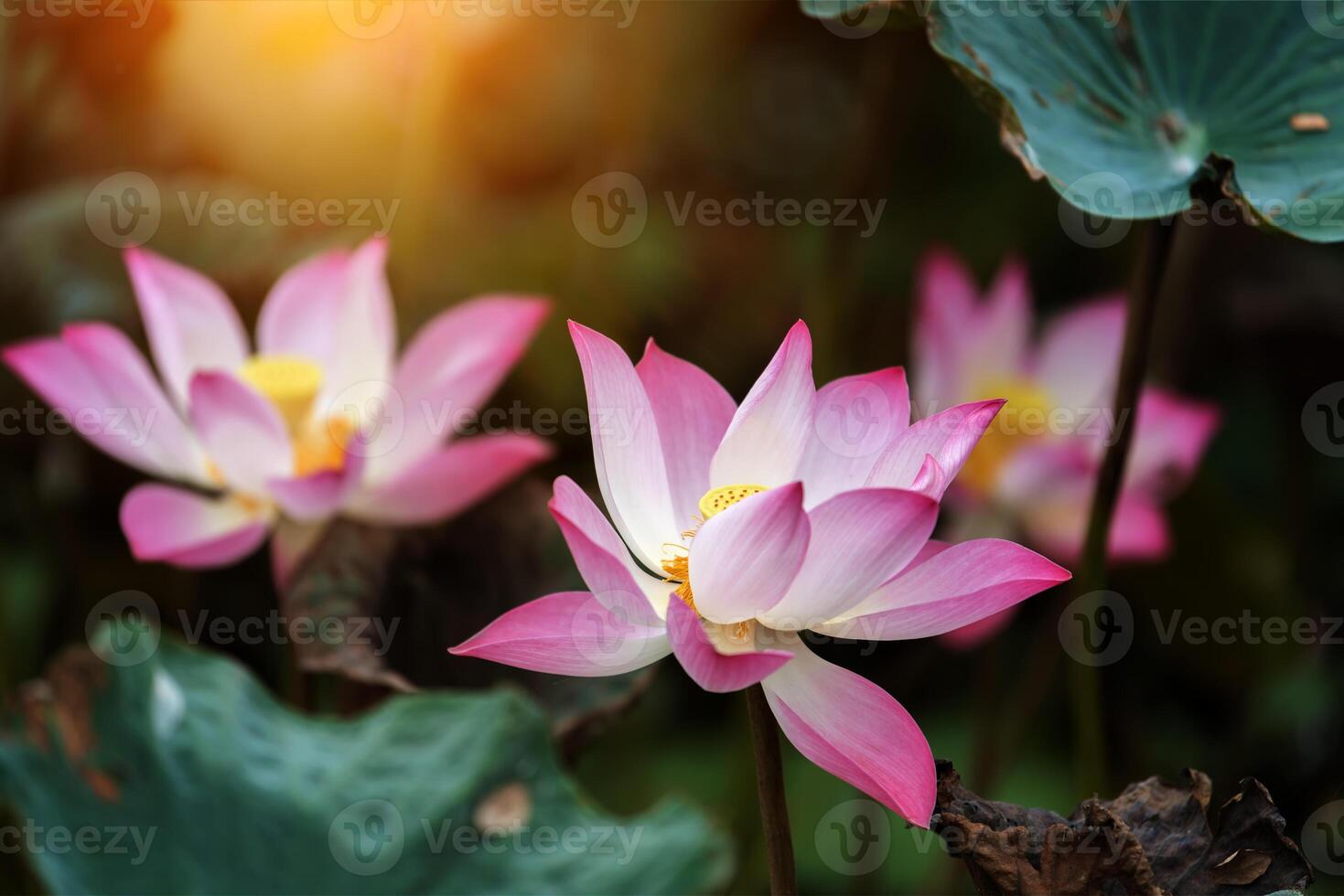 pink lotus flower are blooming photo