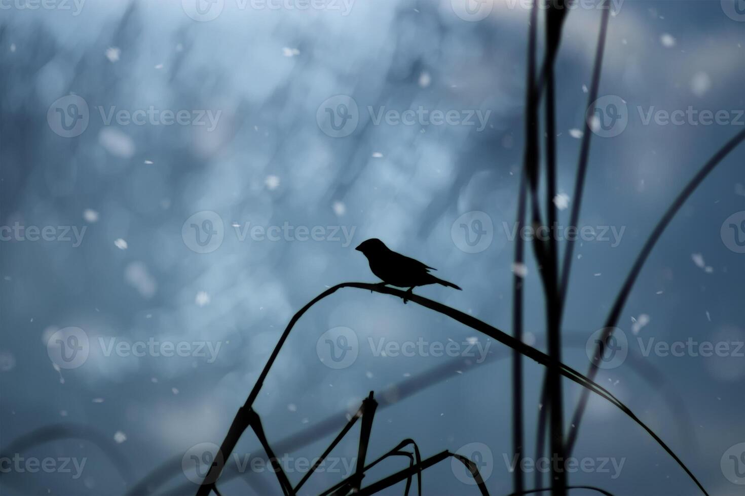One lone bird is on a leaf in winter. photo