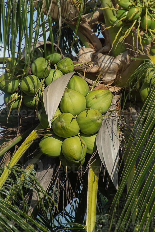 Green coconut on tree. photo