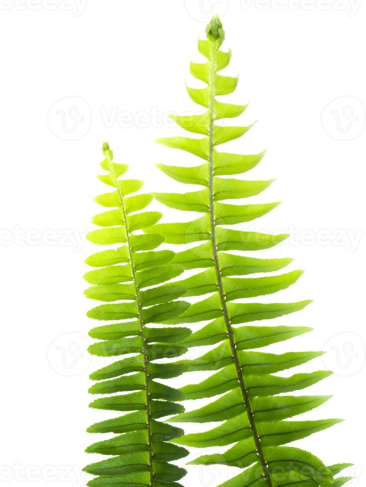 Close up fern leaf on white background. photo