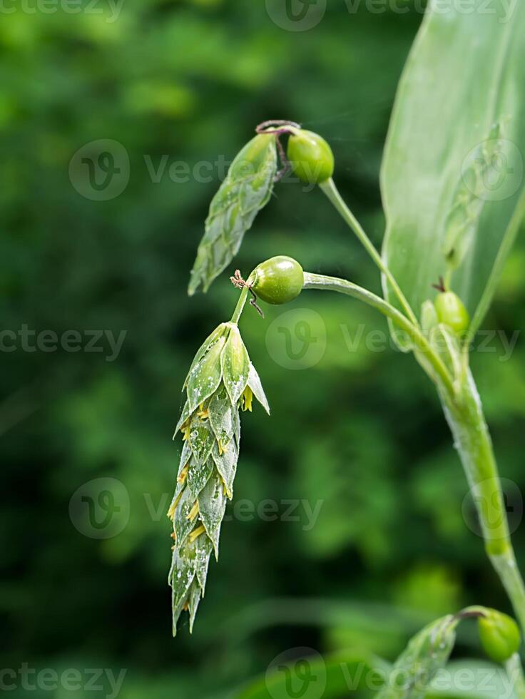 Close up of Jobs tears flower. photo