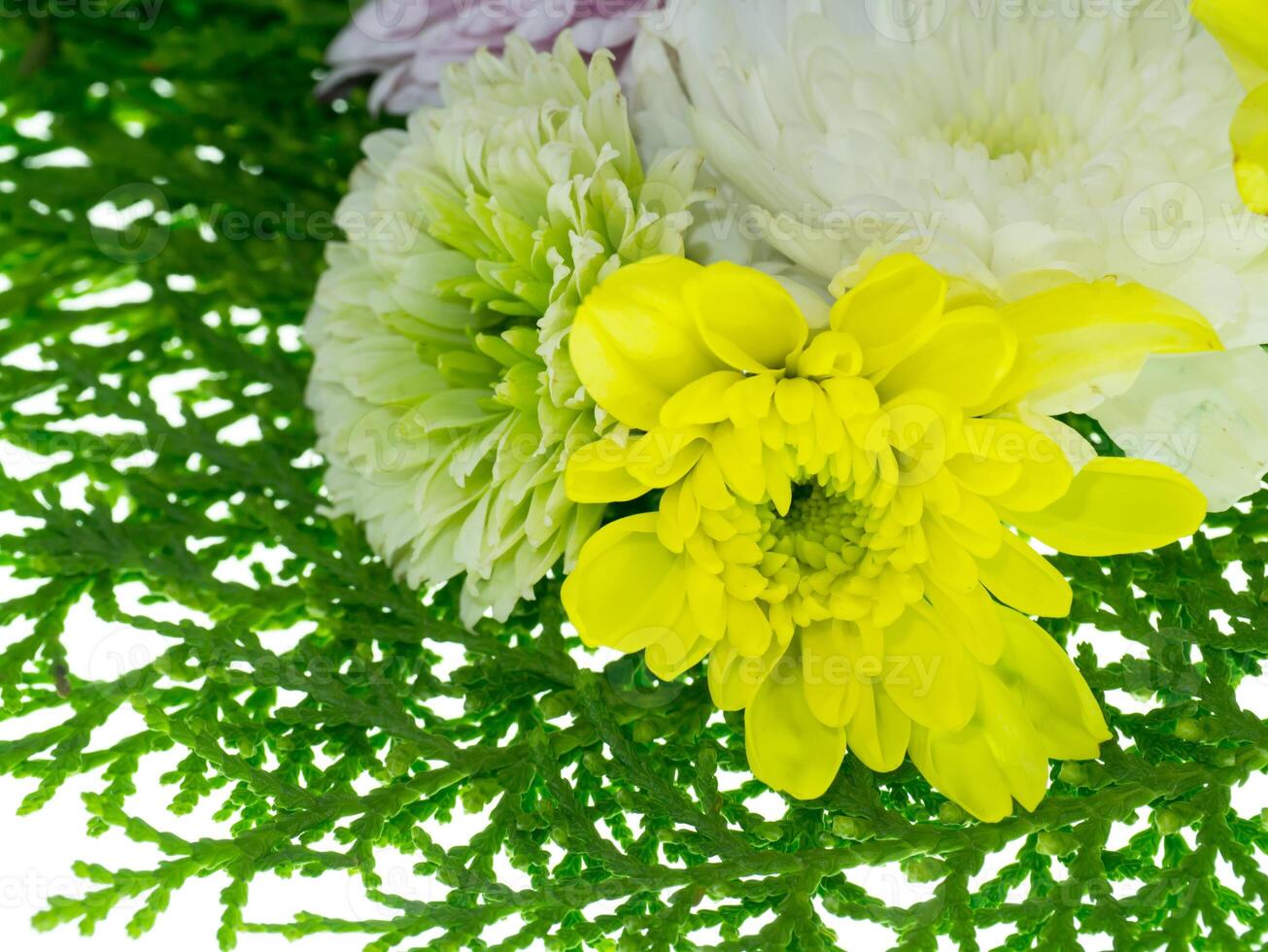 Close up Chrysanthemum flower. photo