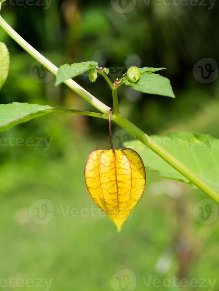 Hogweed or Ground Cherry. photo