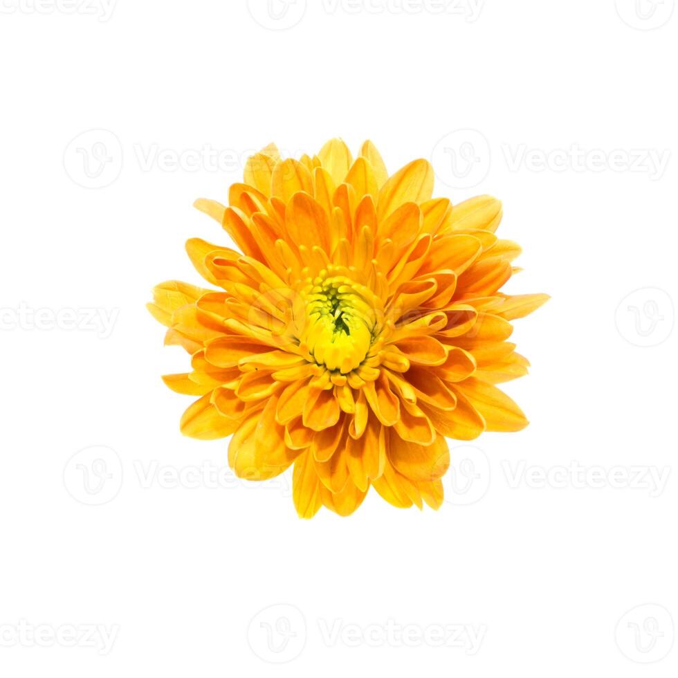 Close up Chrysanthemum flower. photo