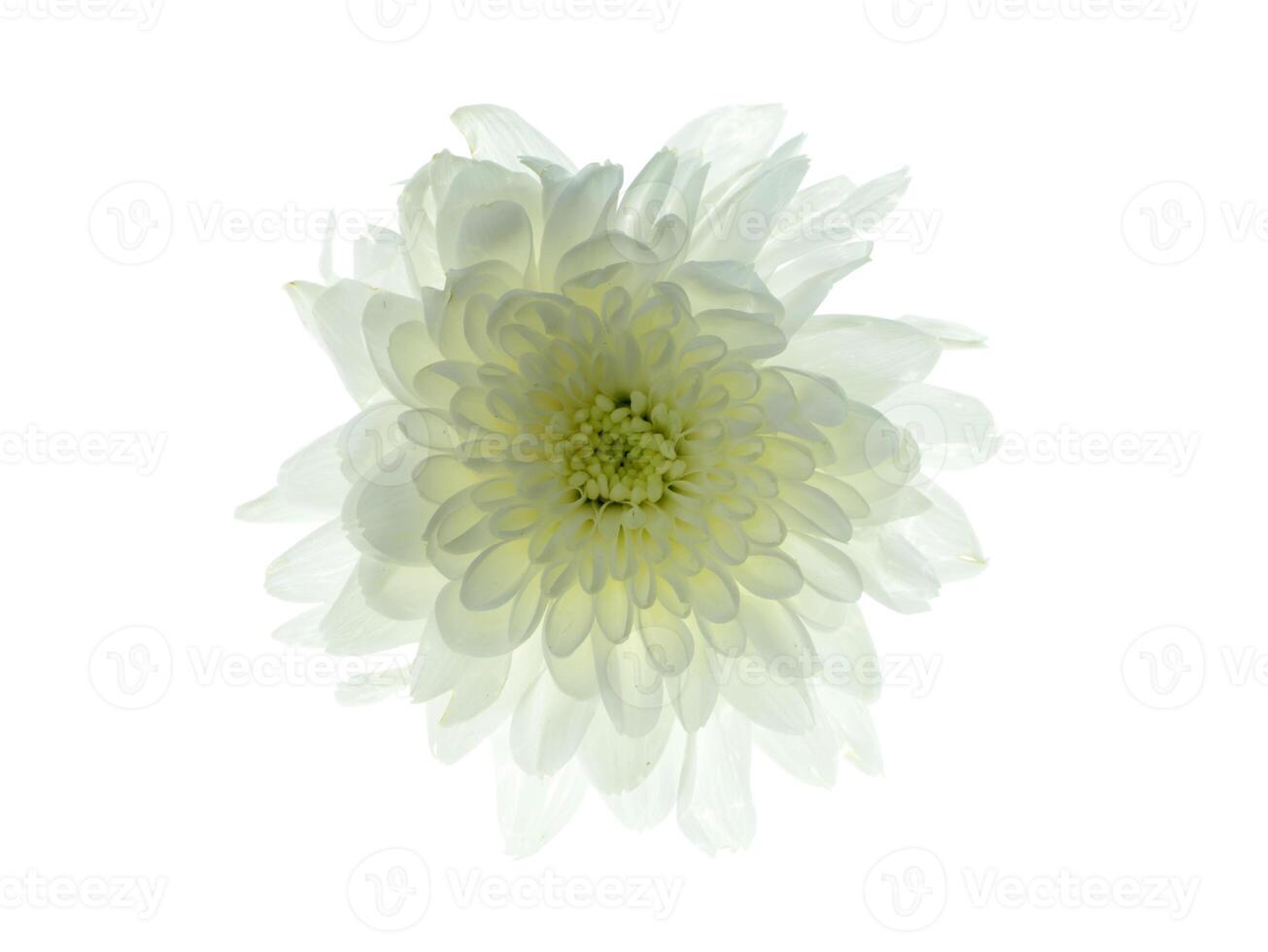 Close up Chrysanthemum flower. photo