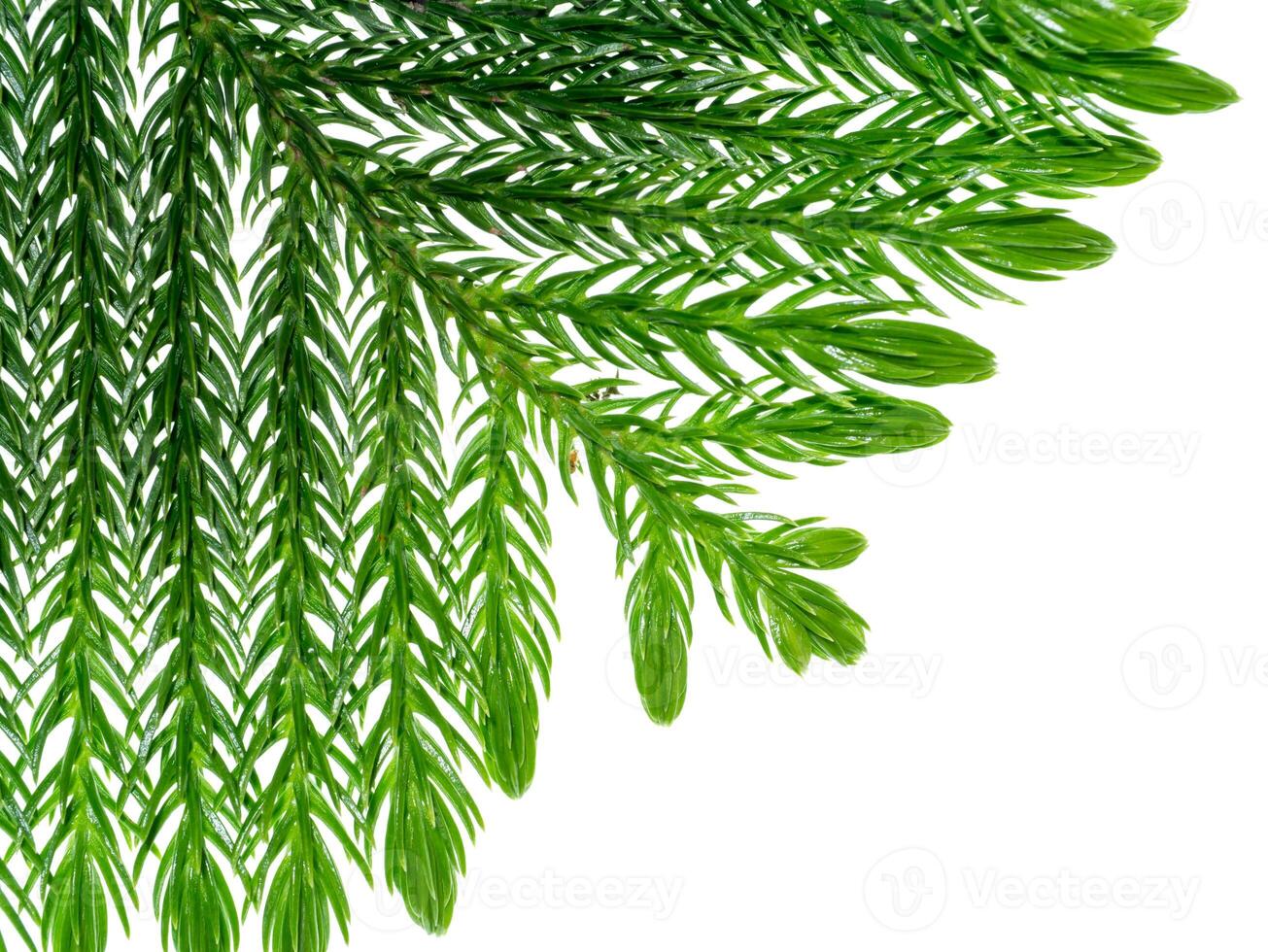 Norfolk Island Pine photo