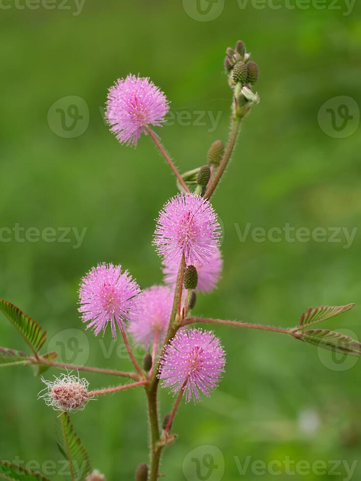 Sensitive plant or mimosa pudica plant. photo