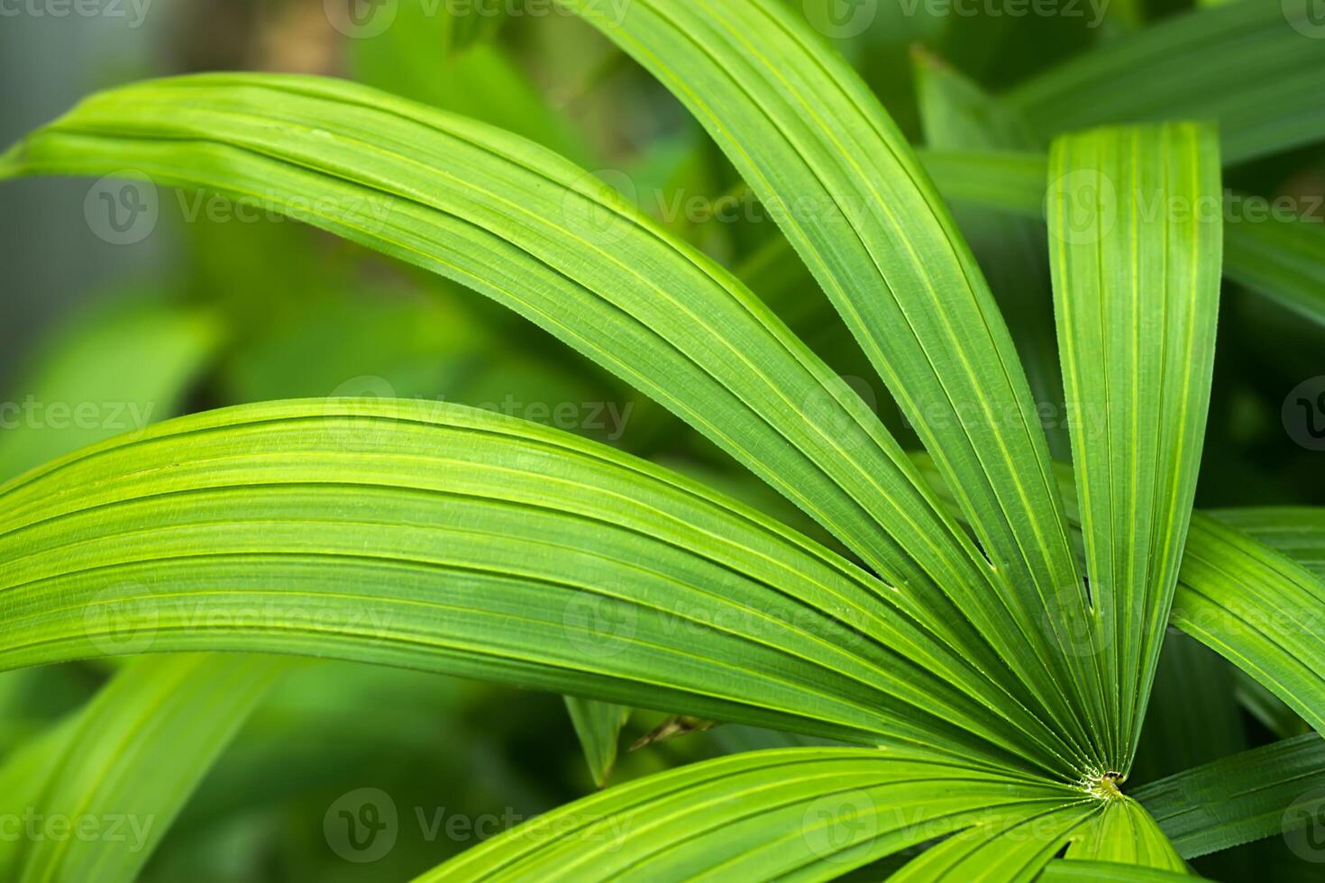 Green leaf of Lady palm tree. photo