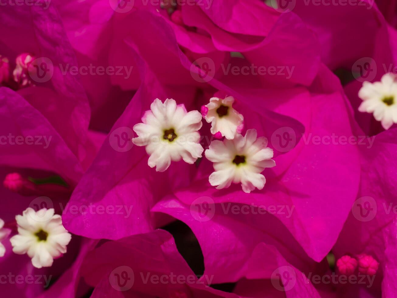 Close up of Paper Flower. photo