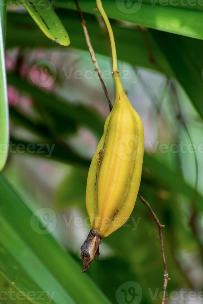 Yellow pods of Cymbidium finlaysonianum orchids plant. photo