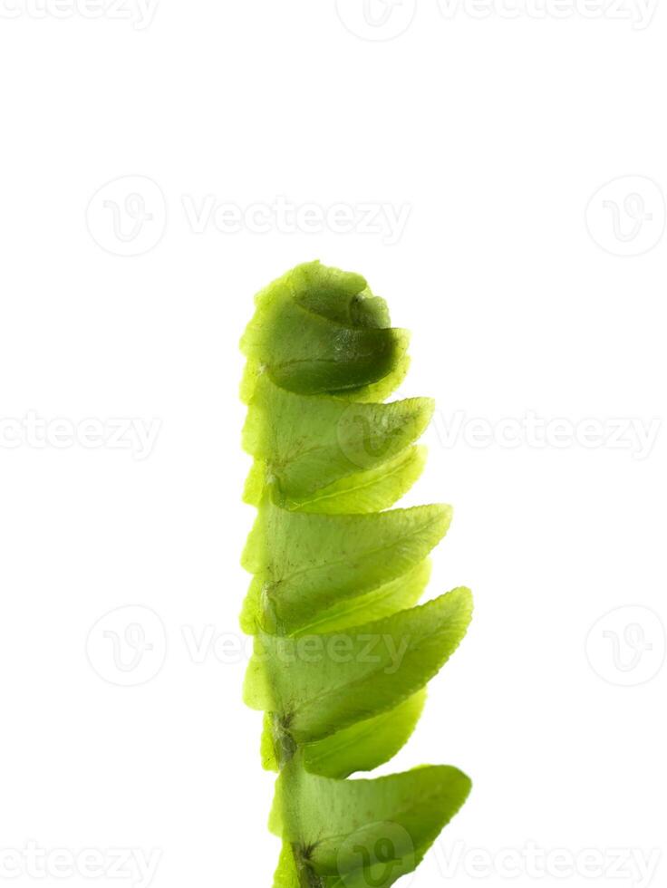 Close up fern leaf on white background. photo