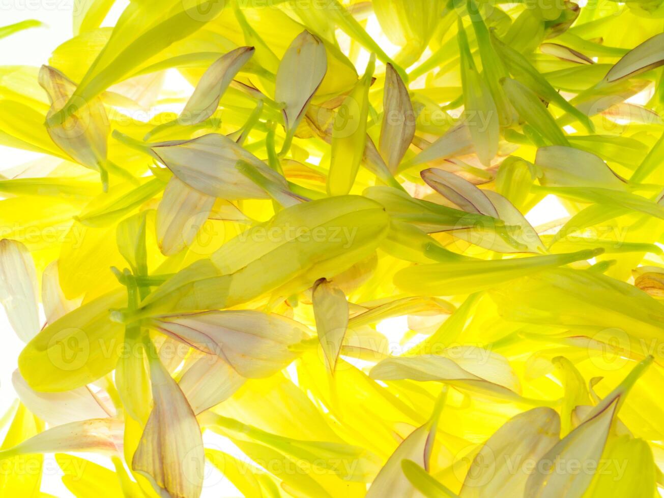Close up petal of Chrysanthemum flower. photo