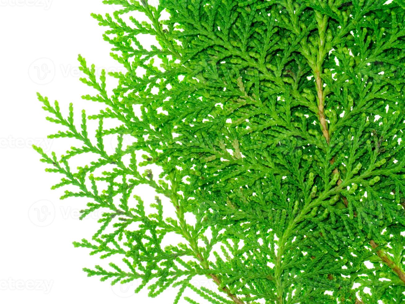 Green leaf of Chimese Arborvitae photo