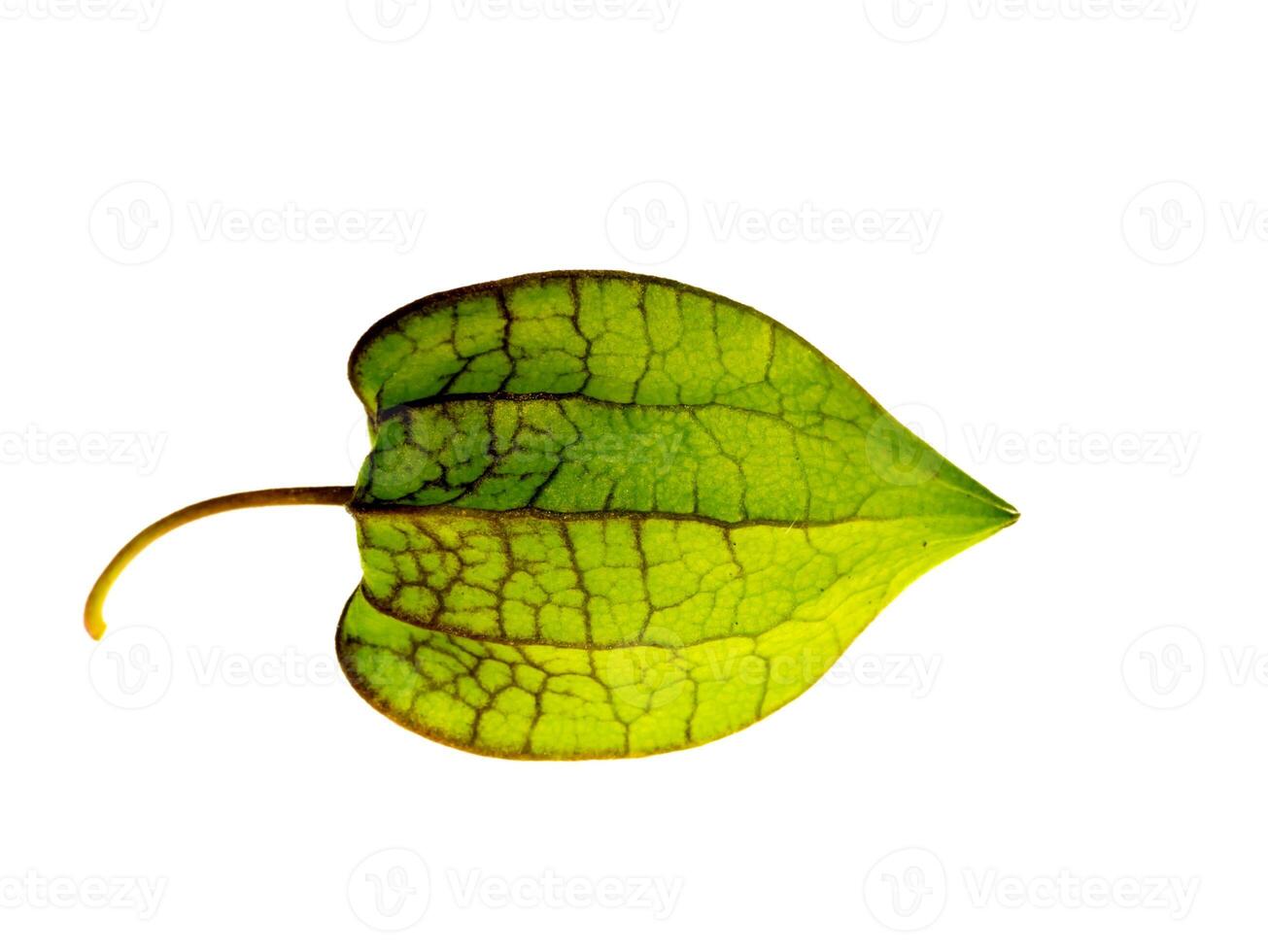 Hogweed or Ground Cherry. photo