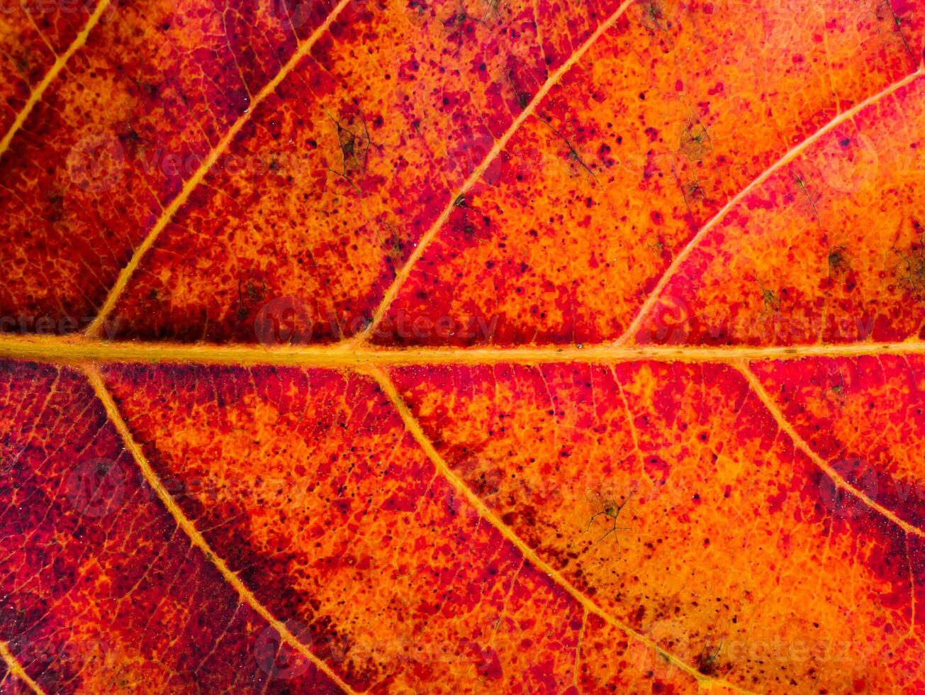 Close up leaf wallpaper. photo