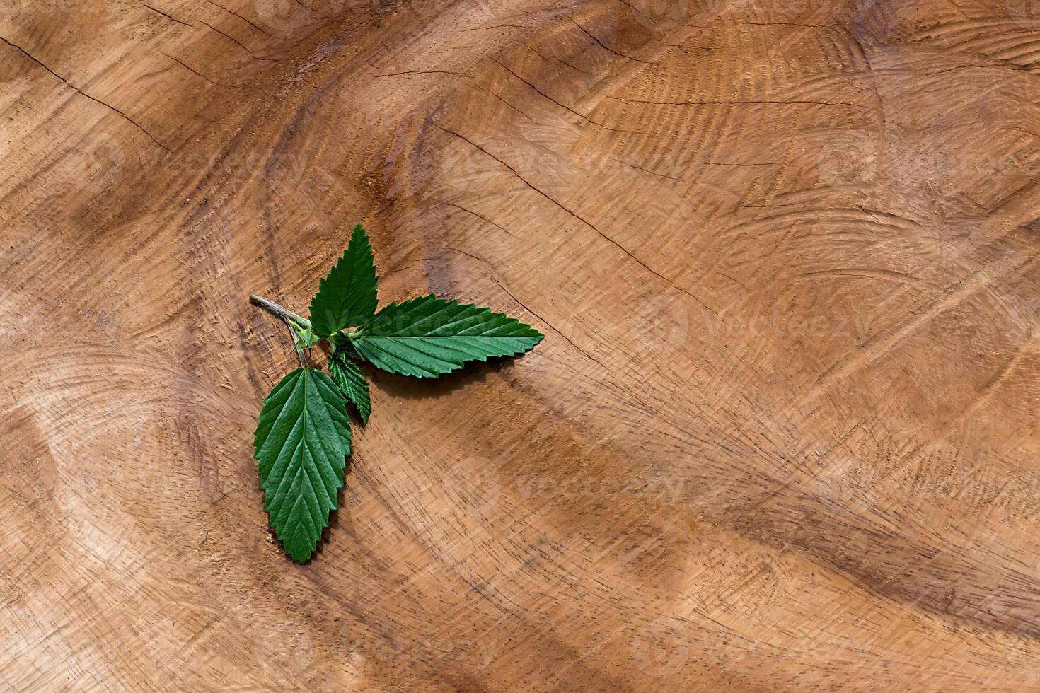 Green leaf on wood background. photo