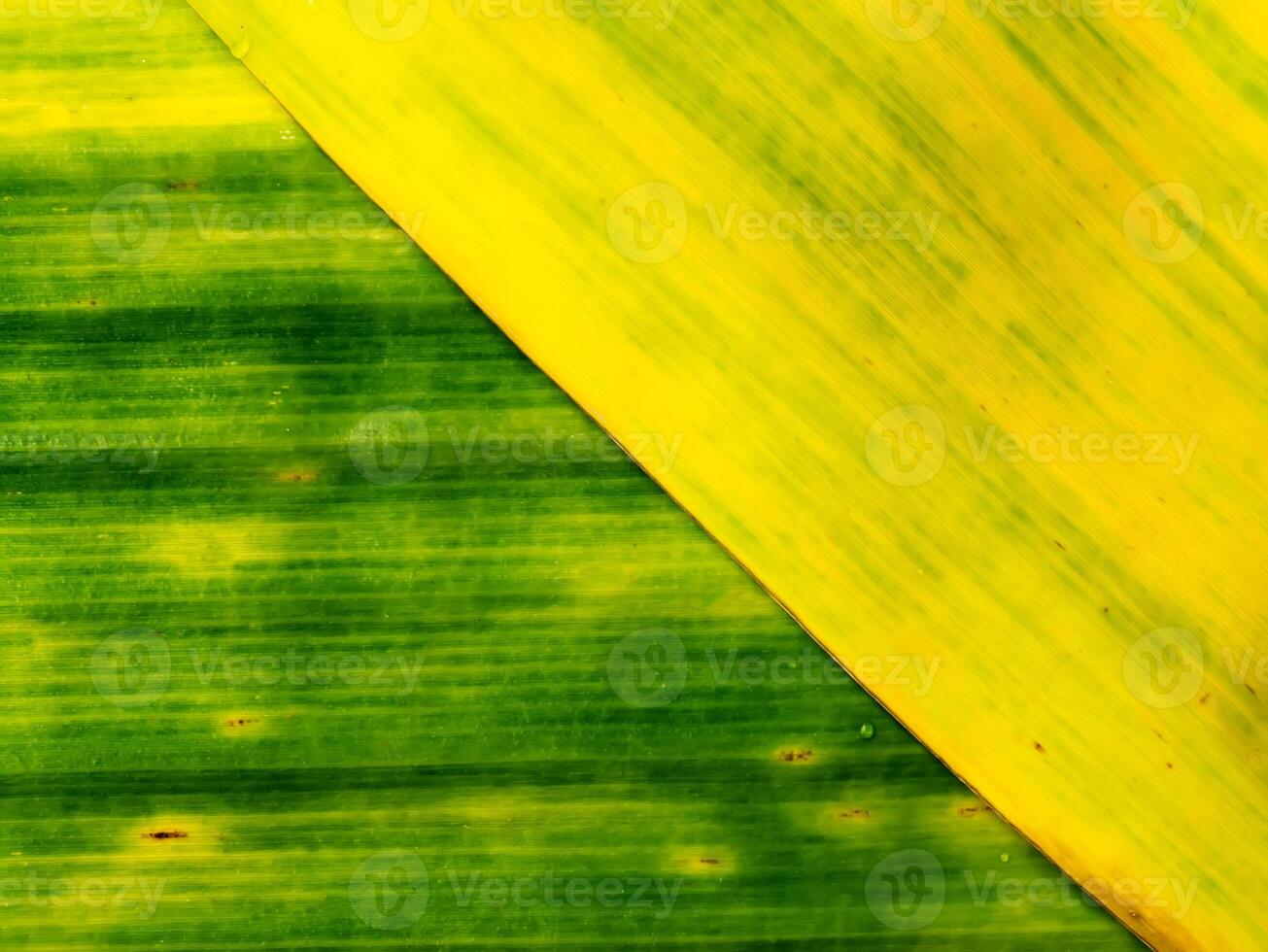 Abstract background of old banana leaf photo