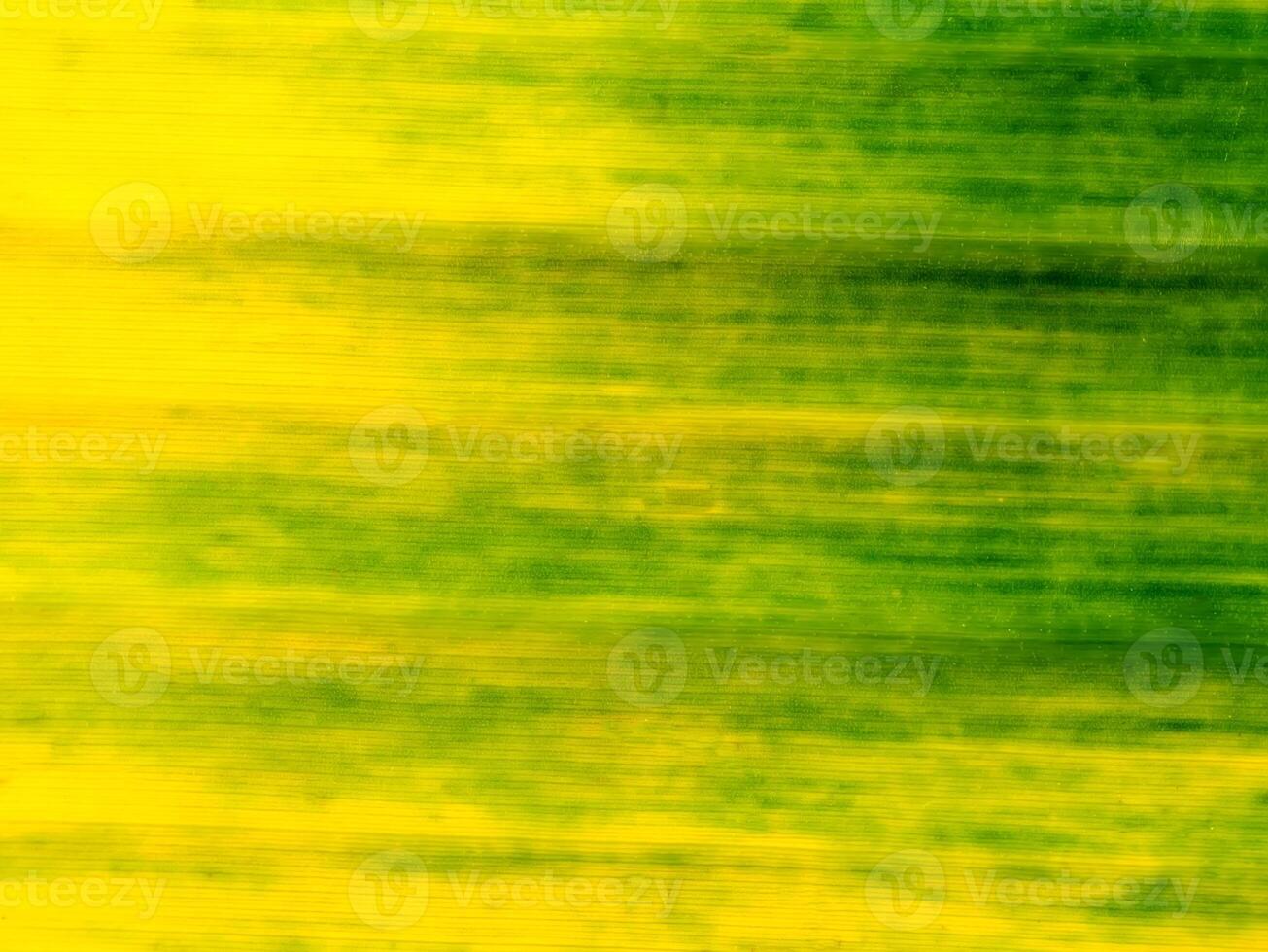 Abstract background of old banana leaf photo