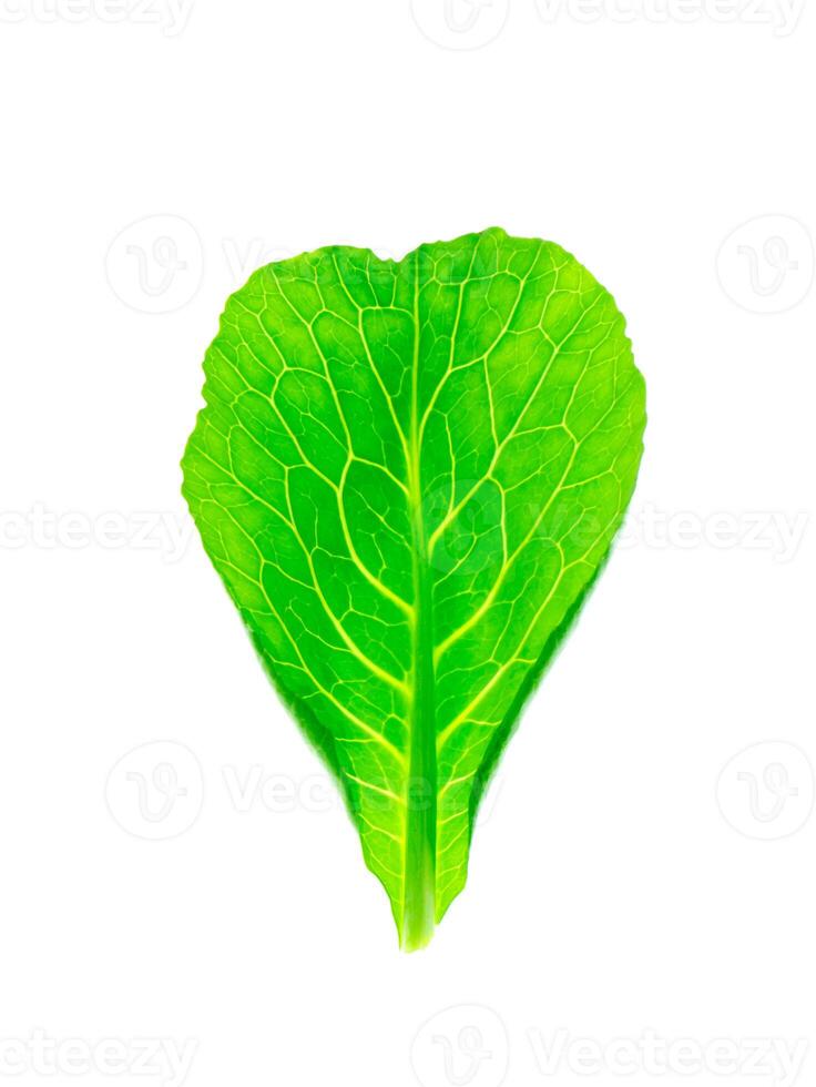 Chinese kale leaf photo