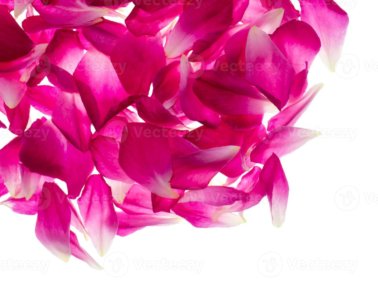 Pink rose petals for rose tea photo