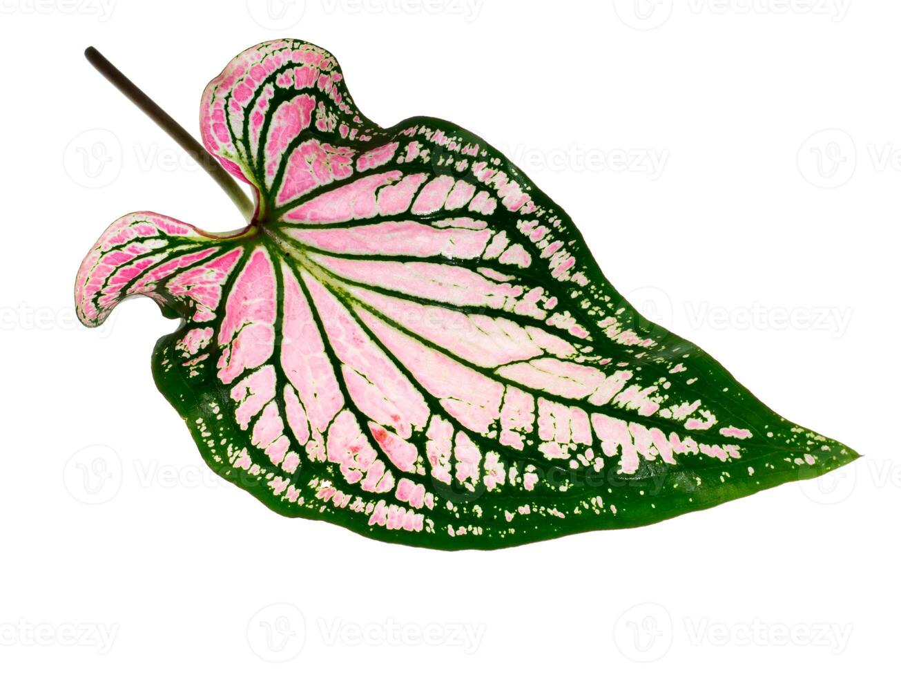 Caladium bicolor leaf. photo