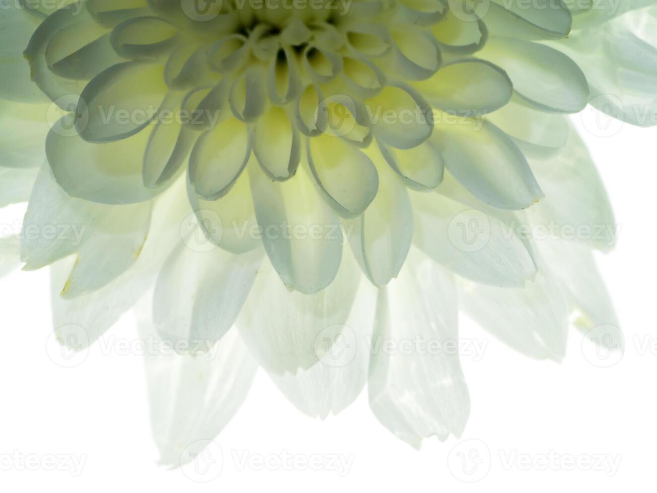 Close up Chrysanthemum flower. photo