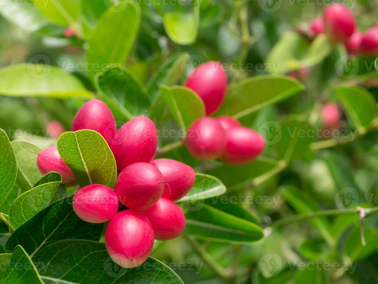 Fruit of Bengal Currants. photo