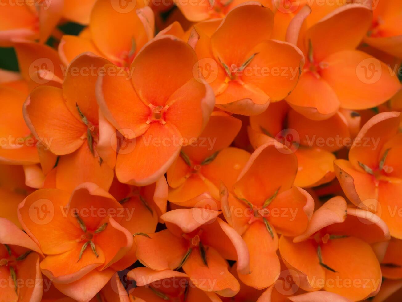 Orange flower of West Indian Jasmine. photo