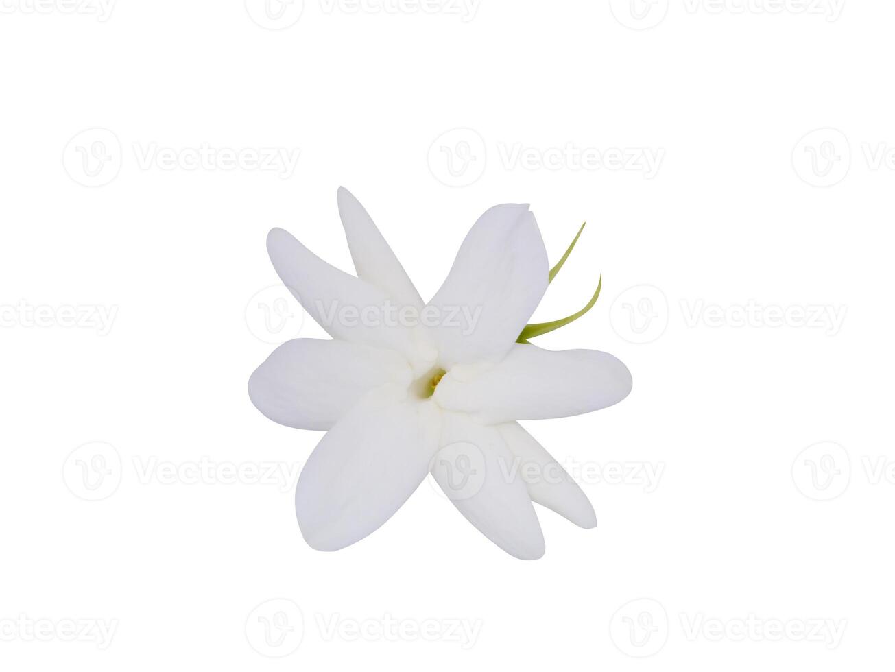 White of jasmine flower. photo