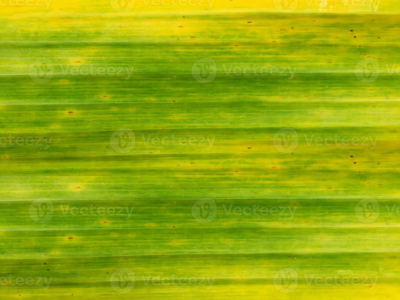 Abstract background of old banana leaf photo